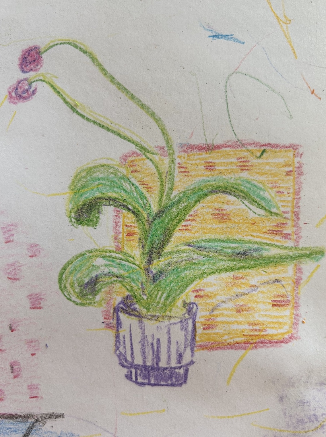 An orchid with two blooms